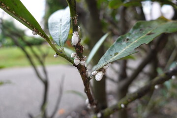 Cottony cushion scale infestation on plant branch and leaves with visible damage in an outdoor...