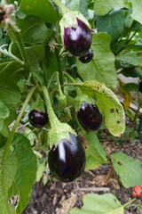 many eggplants growing on the plant. ripe purple eggplant ready for harvesting in the vegetable garden.