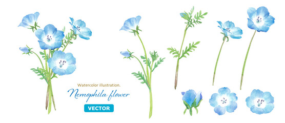 春の花：ネモフィラの花束の水彩イラスト。構成要素のアソート。（ベクター）
