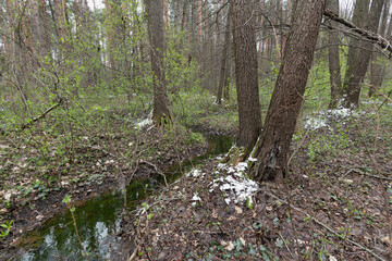 A serene stream flowing through a lush green forest