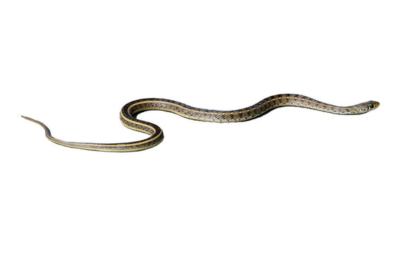 Snake - Full-Sized Striped Keelback Snake on Transparent Background