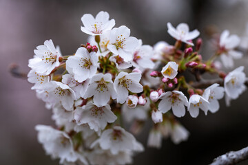陽光を浴びる桜
