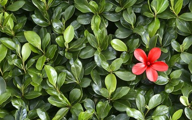 Obraz premium Vibrant Red Flower in Lush Green Foliage Background