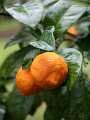 Ripe orange fruits hanging on a tree branch after rain