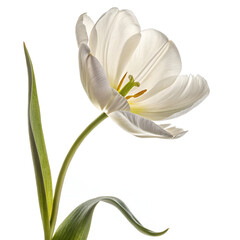 white flower isolated on white