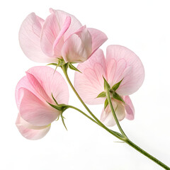 pink orchid isolated on white