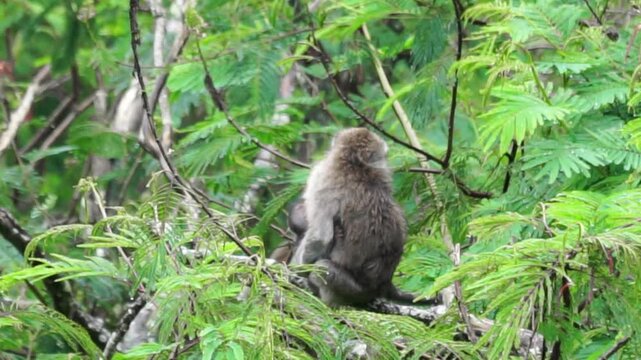 Macaca fascicularis (kera ekor panjang, monyet ekor panjang, long-tailed macaque, crab-eating monkey, cynomolgus macaque) in the jungle