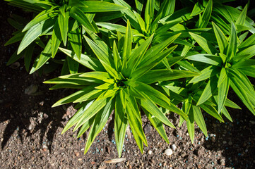 Planta de jardín