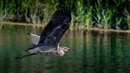 grey heron flying over lake
