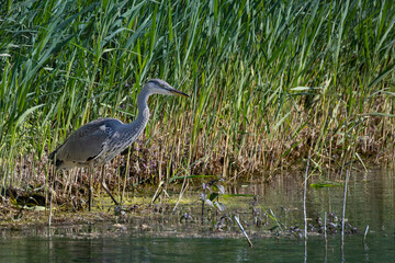 grey heron stand at edge of lake