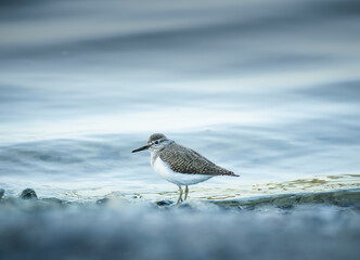This serene image captures a sandpiper standing gracefully at the water's edge, reflecting its delicate features against the shimmering surface. Its calm demeanor showcases the beauty of shorebirds.