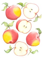 Apples and apple halves on the white background hand painted with watercolors.