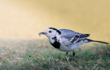 This delightful image features a wagtail foraging on the grass, showcasing its striking black and white plumage. The close-up captures the bird's expressive features as it searches for insects.