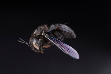 Xylocopa violacea bombo su sfondo nero