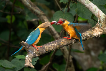 Stork-billed Kingfisher - Pelargopsis capensis, beautiful colored kingfisher from Asian woodlands and fresh waters, Pasir Ris park, Singapore.