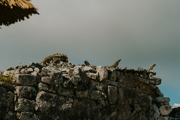 Iguana