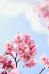 ピンクの陽光桜のクローズアップ　青空背景