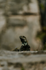 Iguana