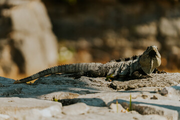 Iguana
