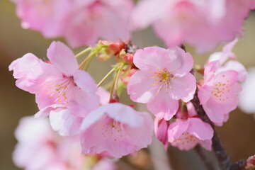 ピンクの陽光桜のクローズアップ