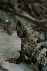 Iguana