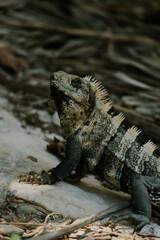Iguana