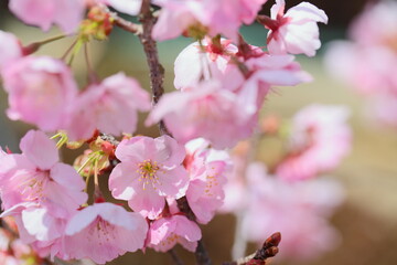 ピンクの陽光桜のクローズアップ