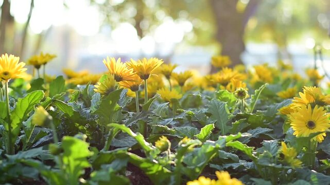 Close-up of a vibrant yellow Gerbera daisy (Transvaal daisy) in full bloom, glowing under golden sunlight in a garden setting.