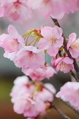 ピンクの陽光桜のクローズアップ