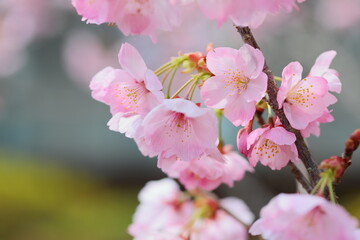 ピンクの陽光桜のクローズアップ