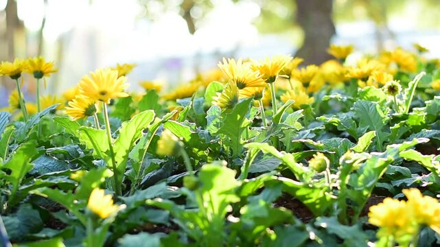 Close-up of a vibrant yellow Gerbera daisy (Transvaal daisy) in full bloom, glowing under golden sunlight in a garden setting.