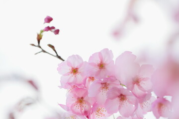 ピンクの陽光桜のクローズアップ　白背景
