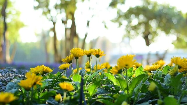 Close-up of a vibrant yellow Gerbera daisy (Transvaal daisy) in full bloom, glowing under golden sunlight in a garden setting.