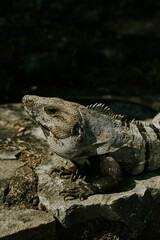 Iguana
