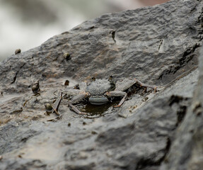 A crab is sitting on a rock in a pond