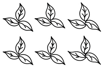 Soybean Leaf Line Art Simple Sketch for Plant Illustration  