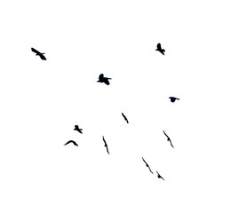 Obraz premium A flock of birds flying in the sky