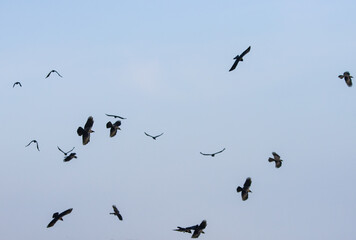 Fototapeta premium A flock of birds flying in the sky