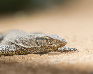 A striking monitor lizard rests on the sandy ground, showcasing its intricate scales and serene...