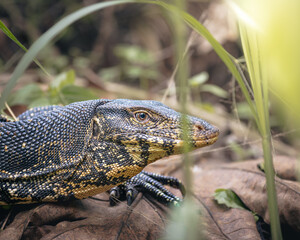 Close-up of a monitor lizard resting on forest floor foliage in its natural habitat. The detailed scales, intense eye, and earthy tones of the background create a vivid wildlife portrait.