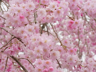 枝垂れ桜