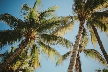 Upward view of tall palm trees from below with their fronds stretching toward a clear blue sky, capturing the tropical vibe and sunny atmosphere.