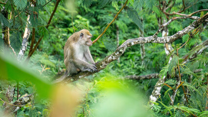 Macaca fascicularis (kera ekor panjang, monyet ekor panjang, long-tailed macaque, crab-eating monkey, cynomolgus macaque) in the jungle