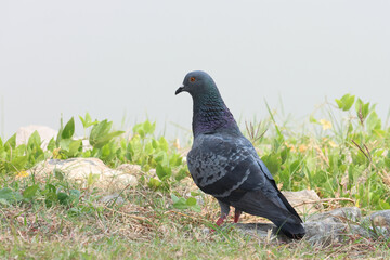 A pigeon stands on the edge of a pond.