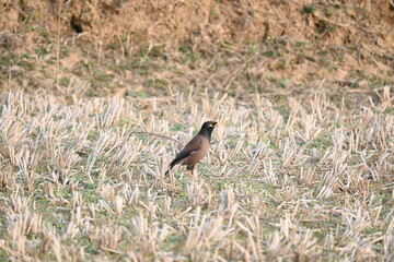 Indian Myna Birds. Its other names Common myna and mynah. This is  a bird of the starling family Sturnidae. This is a group of passerine birds which are native to southern Asia, especially India. 