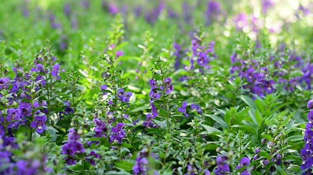 close-up Angelonia goyazensis Benth with selective focus, showcasing vibrant purple Angelonia flowers blooming beautifully in a natural meadow garden.