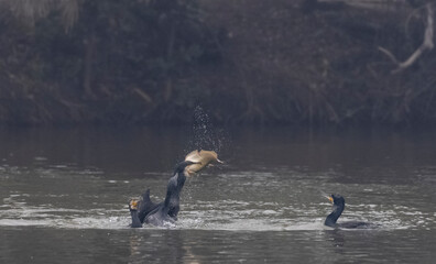 Obraz premium Great Cormorant (Phalacrocorax carbo) fishing in the water pond at keoladeo national park.