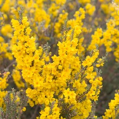 Vibrant Yellow Flowers Blooming Bush, Spring Blossom, Nature Photography