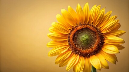 Obraz premium A CloseUp of a Vibrant Sunflower Against a Light Background A Stunning Display of Natures Beauty