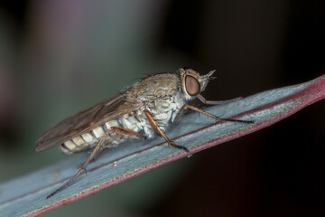 Anabarhynchus stiletto fly - side profile perched on leaf